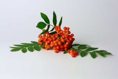 Medicative otlar, ashberries