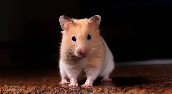 Niedliche Hamster Sitzen Auf Dem Tisch — Stockfoto