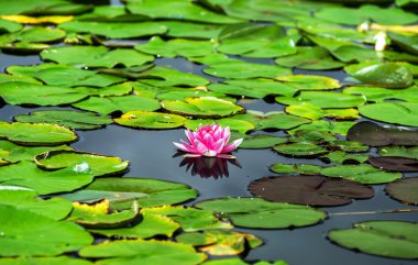 Nilüfer gölet Avusturya