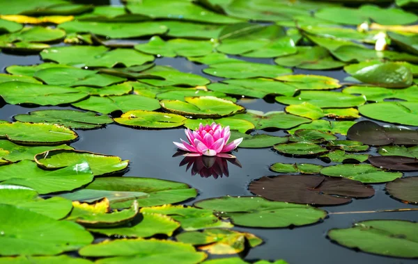 Water lily pond in Austria — Stock Photo, Image