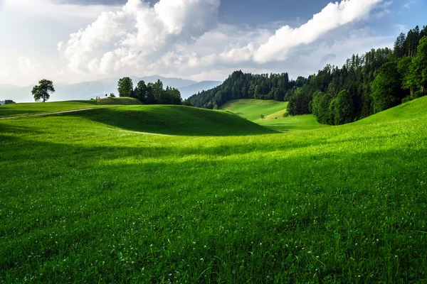 Green grass waves in austrian field — Stock Photo, Image