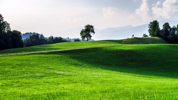 Zelené trávě vlny v rakouské oblasti — Stock fotografie