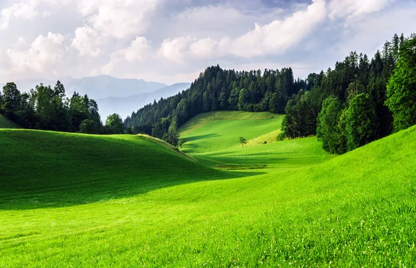 Olas de hierba verde en campo austriaco — Foto de Stock