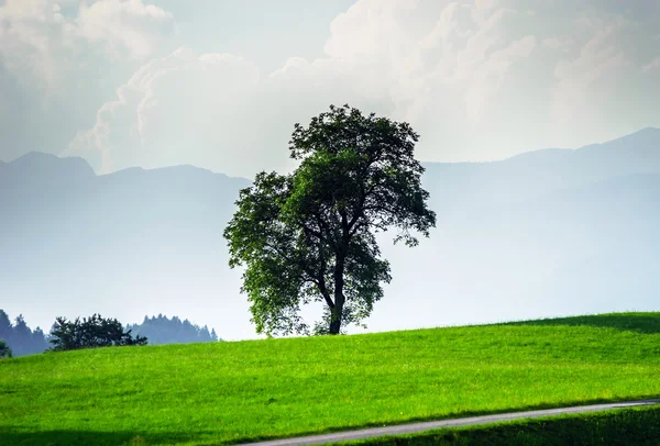 Зеленые травяные волны в австрийском поле — стоковое фото