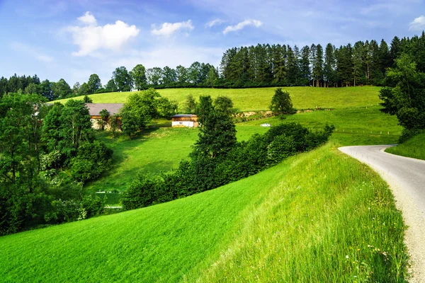 Green grass waves in austrian field — Stock Photo, Image