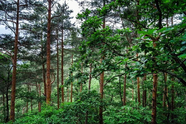 Bella pineta — Foto Stock