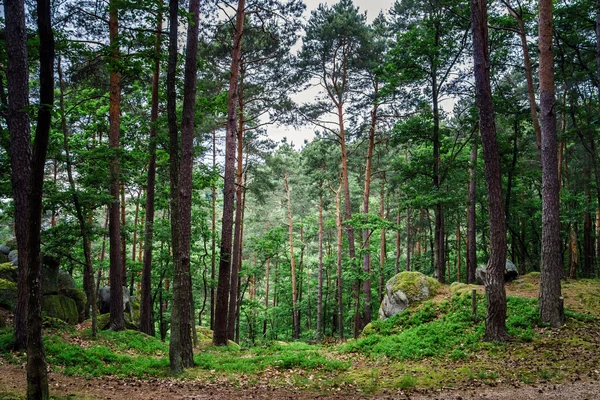 Mooie pijnboom bos — Stockfoto