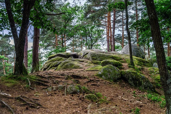 Mooie pijnboom bos — Stockfoto