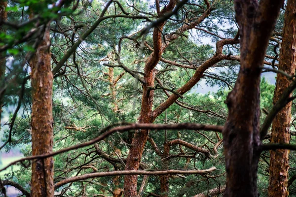 Beautiful pine-tree forest — Stock Photo, Image