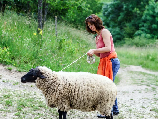 Chodzenie z farmy owiec — Zdjęcie stockowe