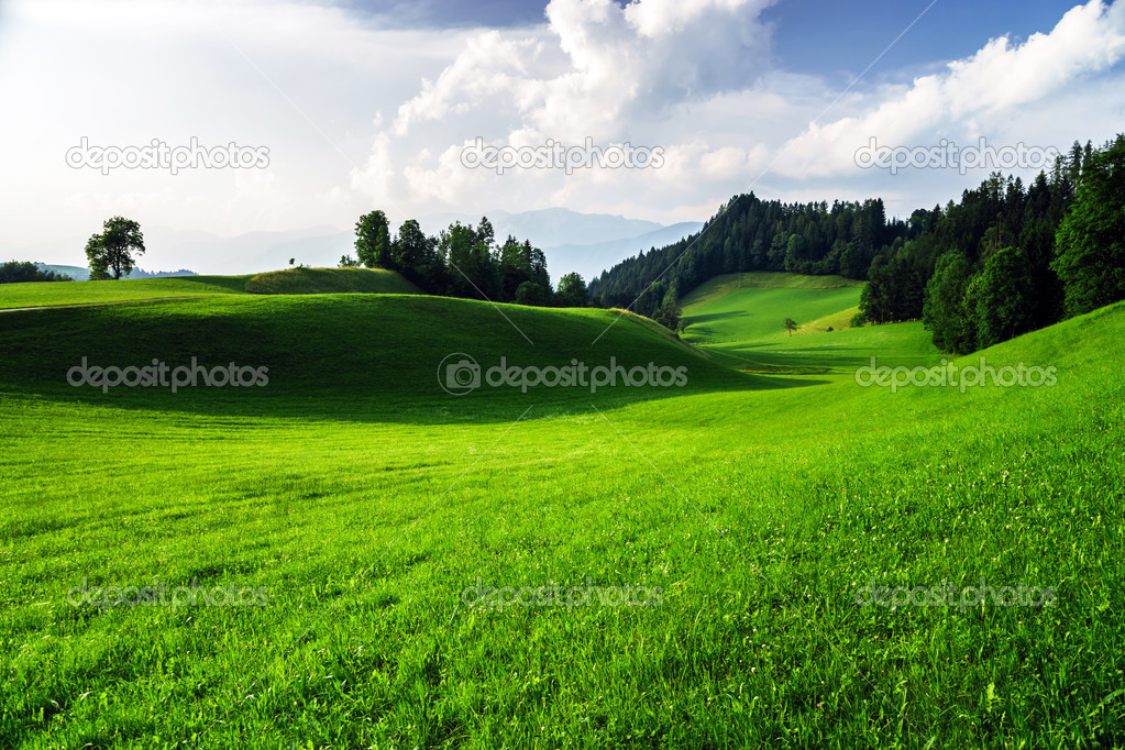 Green grass waves in austrian field