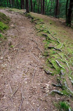 Büyük ağaç kökleri ile orman yolu