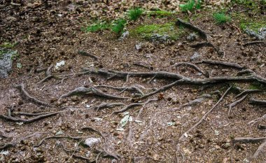 Büyük ağaç kökleri ile orman yolu