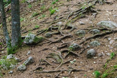 Büyük ağaç kökleri ile orman yolu