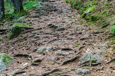 Büyük ağaç kökleri ile orman yolu