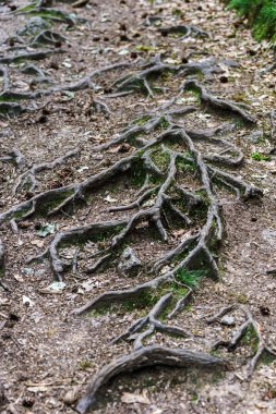 Büyük ağaç kökleri ile orman yolu