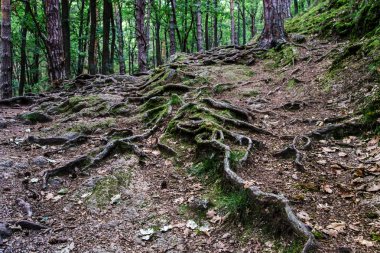 Büyük ağaç kökleri ile orman yolu