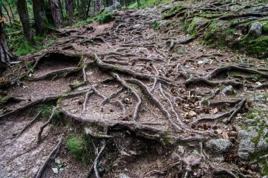 Büyük ağaç kökleri ile orman yolu