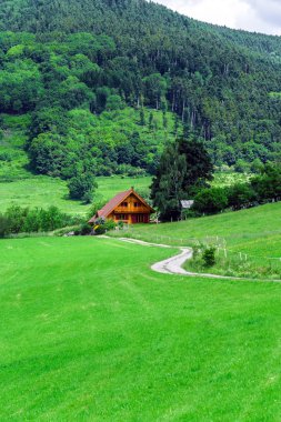 alsace içinde güzel parlak yeşil alanlar