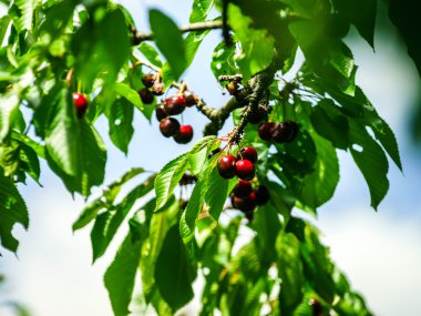 Sulu siyah kiraz ağacı üzerinde