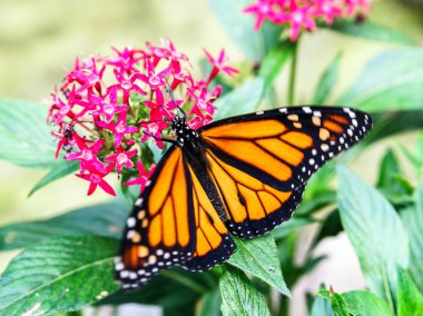 güzel colorfful kelebek