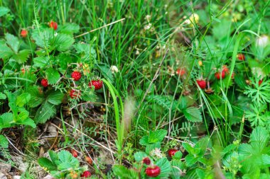 taze kırmızı orman çilek