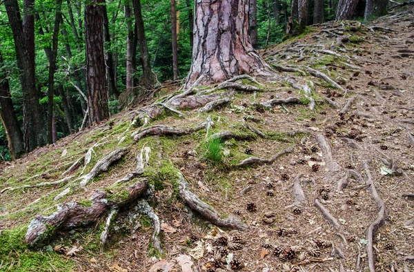 Forest road with big tree roots — Stock Photo, Image