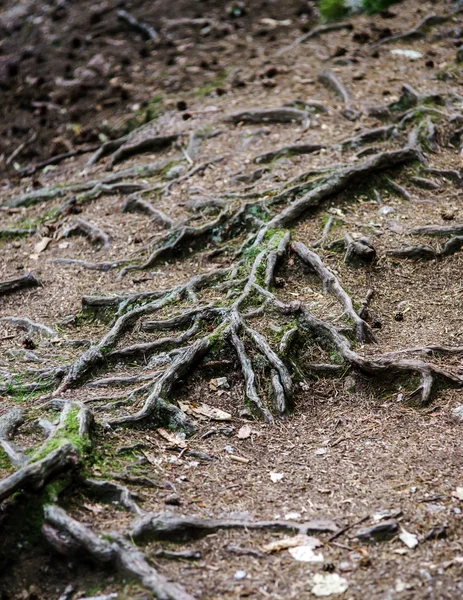 大きな木の根の林道 — ストック写真