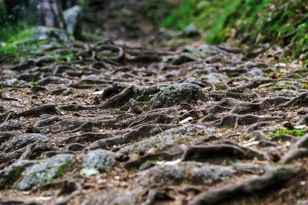 Route forestière avec de grandes racines d'arbres — Photo