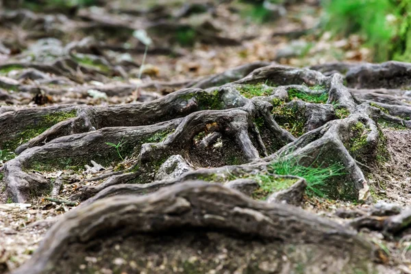 Estrada florestal com grandes raízes de árvores — Fotografia de Stock