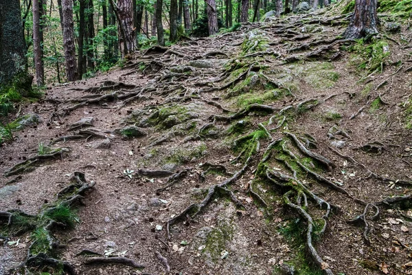 Forest road met grote boomwortels — Stockfoto