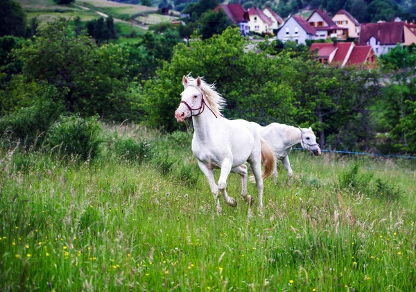 Красивая белая лошадь на ферме — стоковое фото