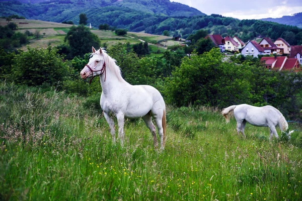 Vackra vita hästen i en gård — Stockfoto