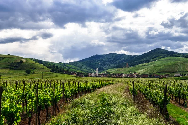 Levendige kleuren van wijngaarden — Stockfoto