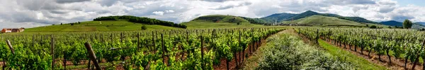 Vivid colors of vineyards — Stock Photo, Image