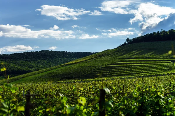 Colori vivaci dei vigneti — Foto Stock