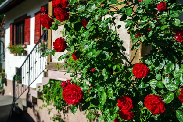 Entrée de la maison décorée de roses naturelles — Photo