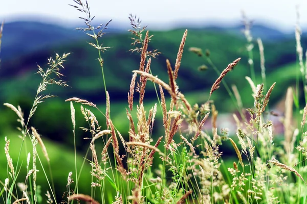 Flores y conos de campo — Foto de Stock