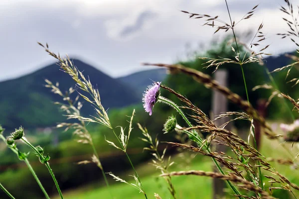 Fiori e coni da campo — Foto Stock