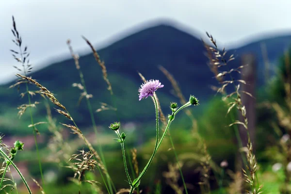 Veld bloemen en kegels — Stockfoto