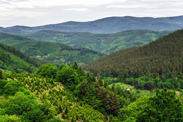 De groene heuvels van de Elzas, Frankrijk — Stockfoto