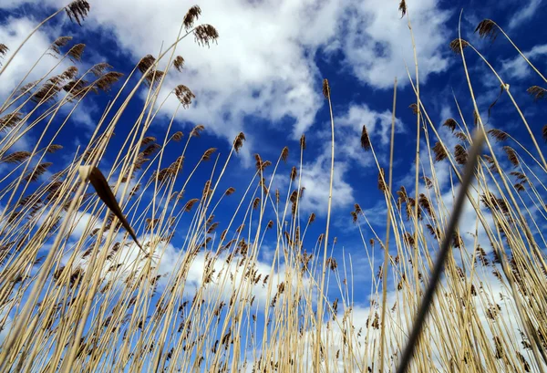 Planten op een wind — Stockfoto