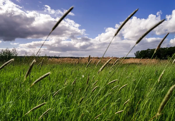 Ruhige ländliche Landschaft — Stockfoto