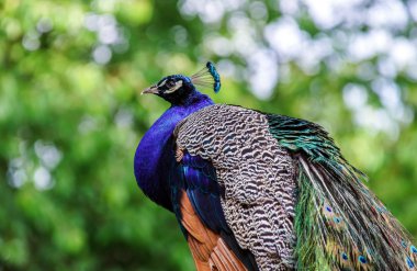 güzel renkli tavus kuşu