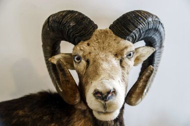 doldurulmuş yaban keçisi kafa