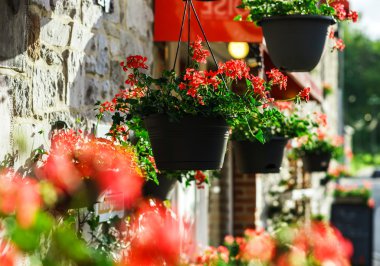 Cafe girişinde asılı saksı