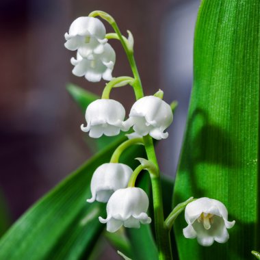 Beautiful muguet on the sun