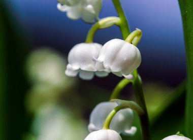 Beautiful muguet on the sun