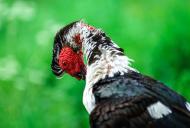 güzel misk ördeği