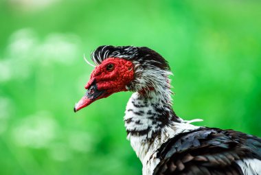 güzel misk ördeği